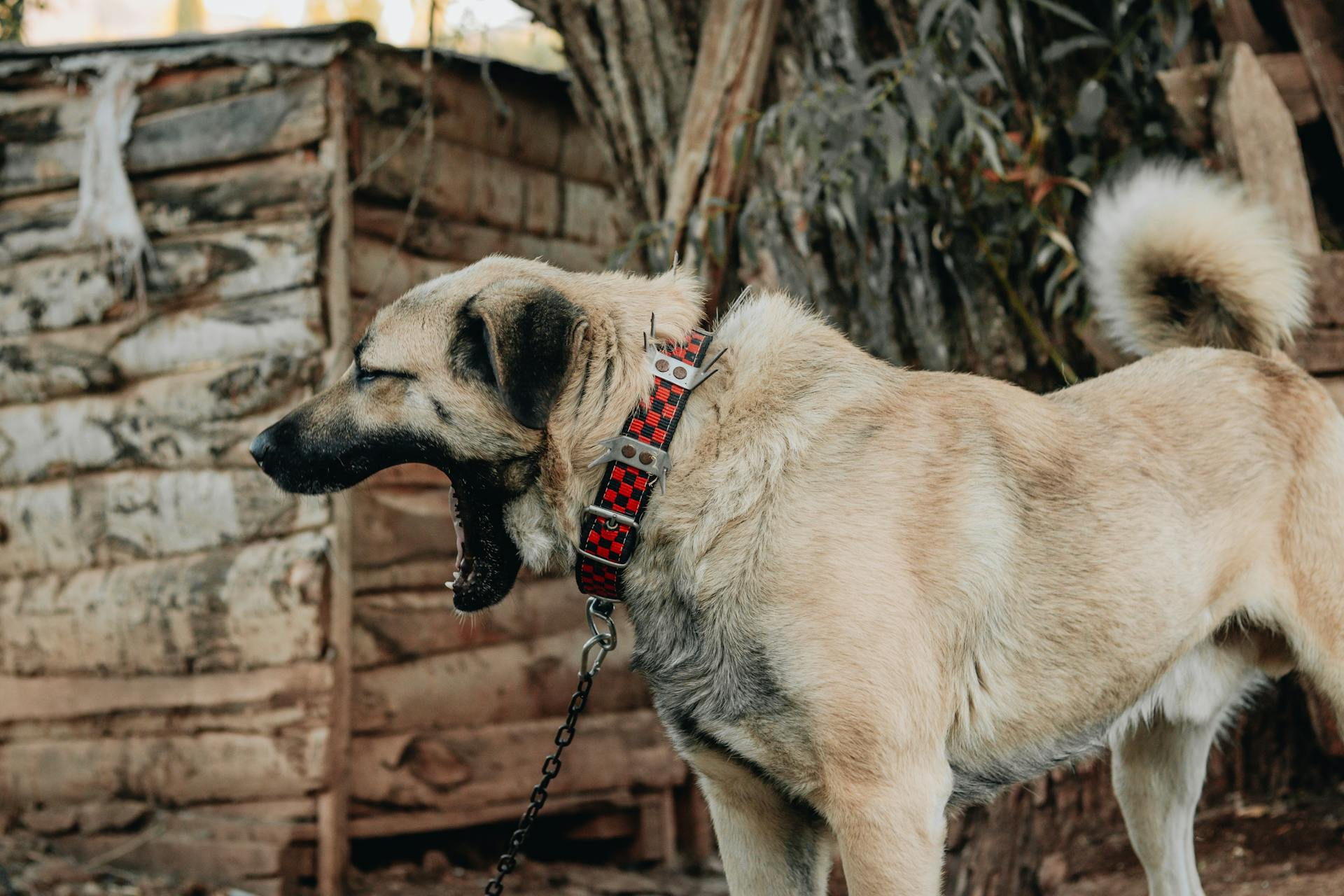 Kangal Dog