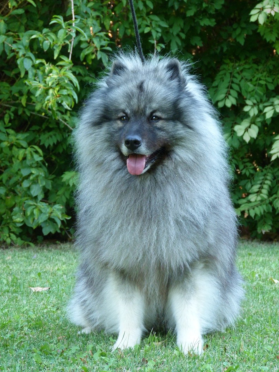 Keeshond