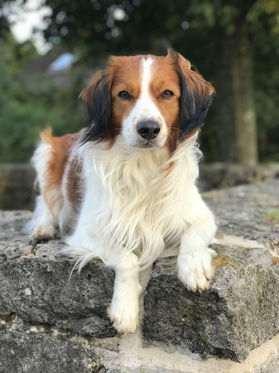 Kooikerhondje