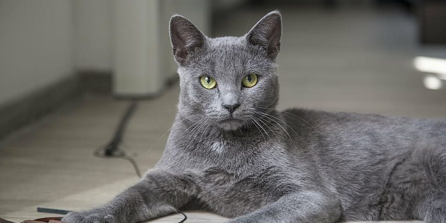 Korat