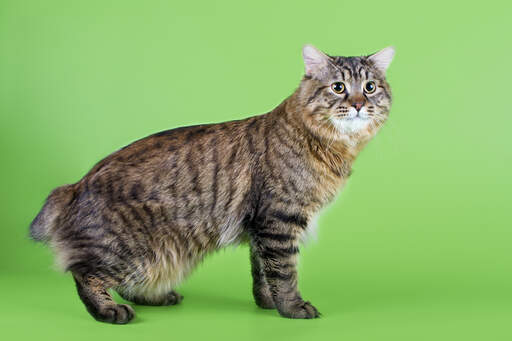 Kurilian Bobtail