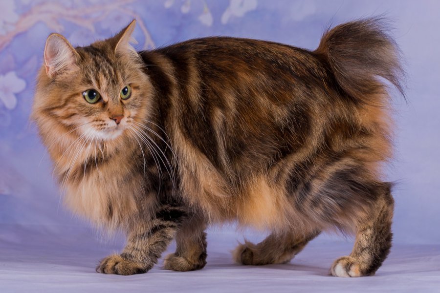 Kurilian Bobtail Longhair