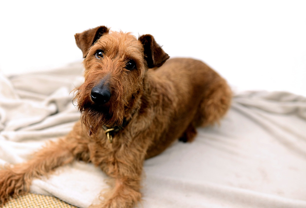 Lakeland Terrier