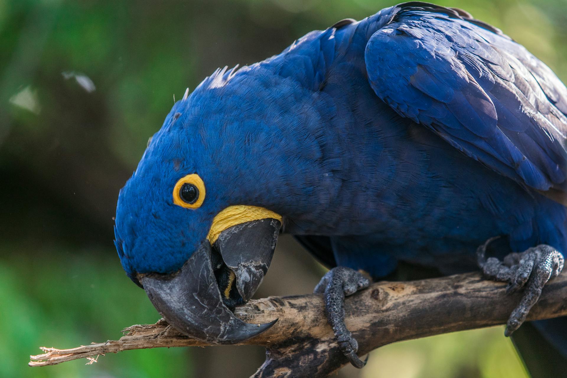 Lear's Macaw