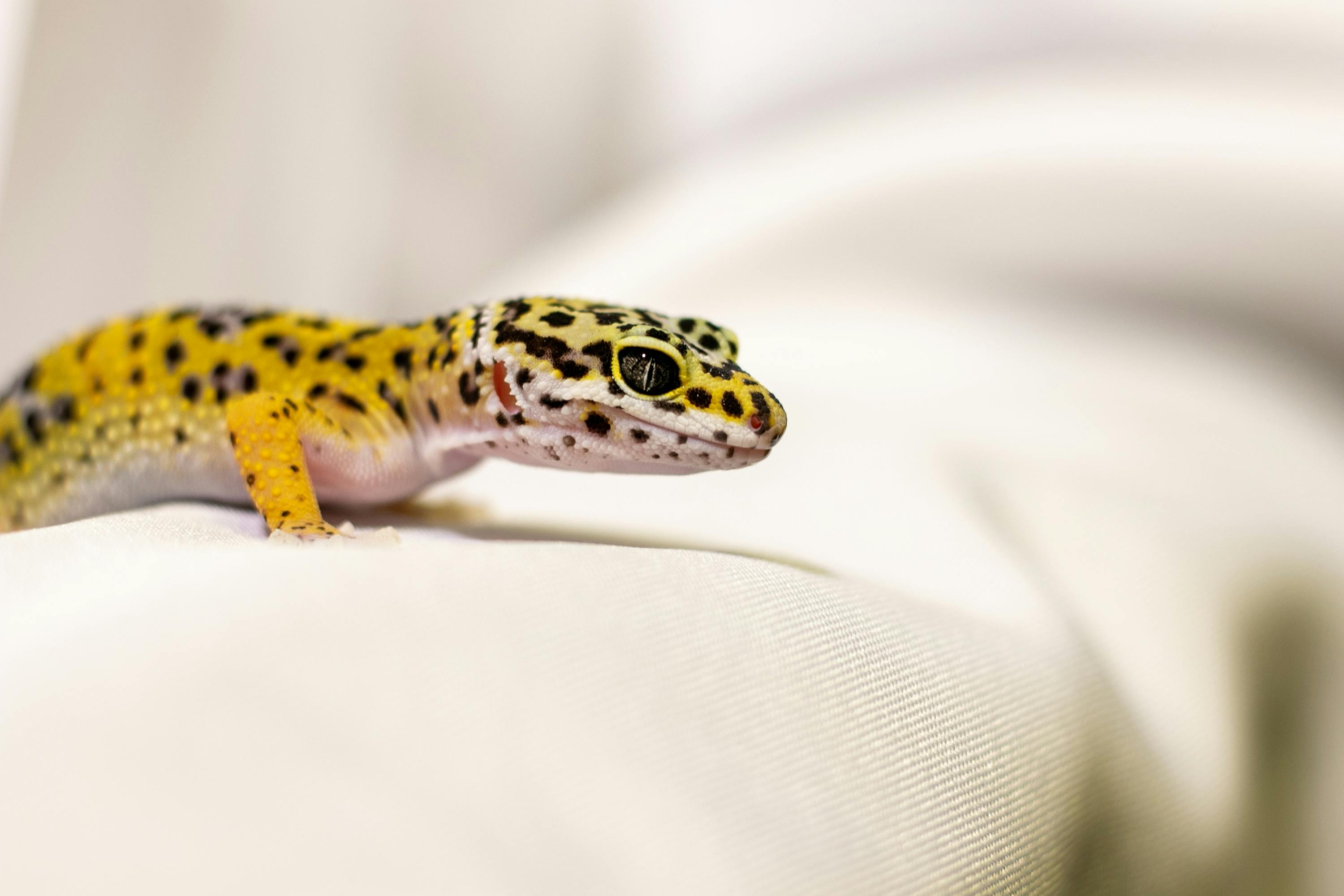 Leopard Gecko