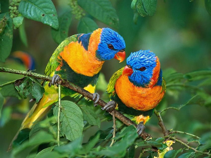 Loriini (Lories and Lorikeets)