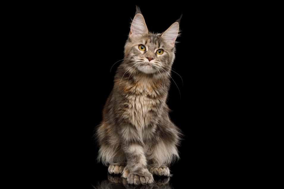 Maine Coon Polydactyl