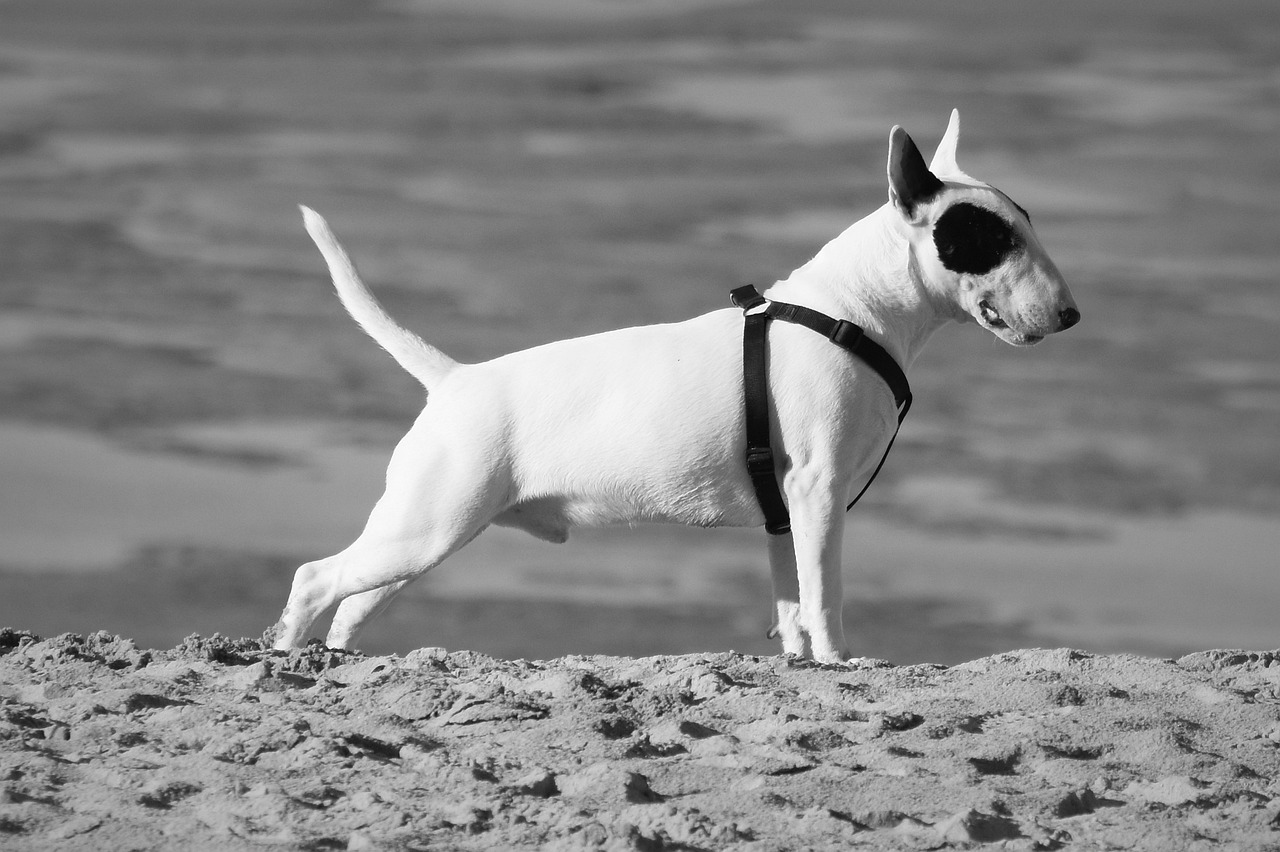 Miniature Bull Terrier