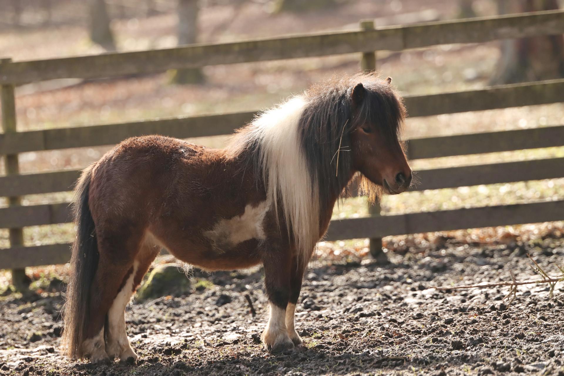 Miniature Horse