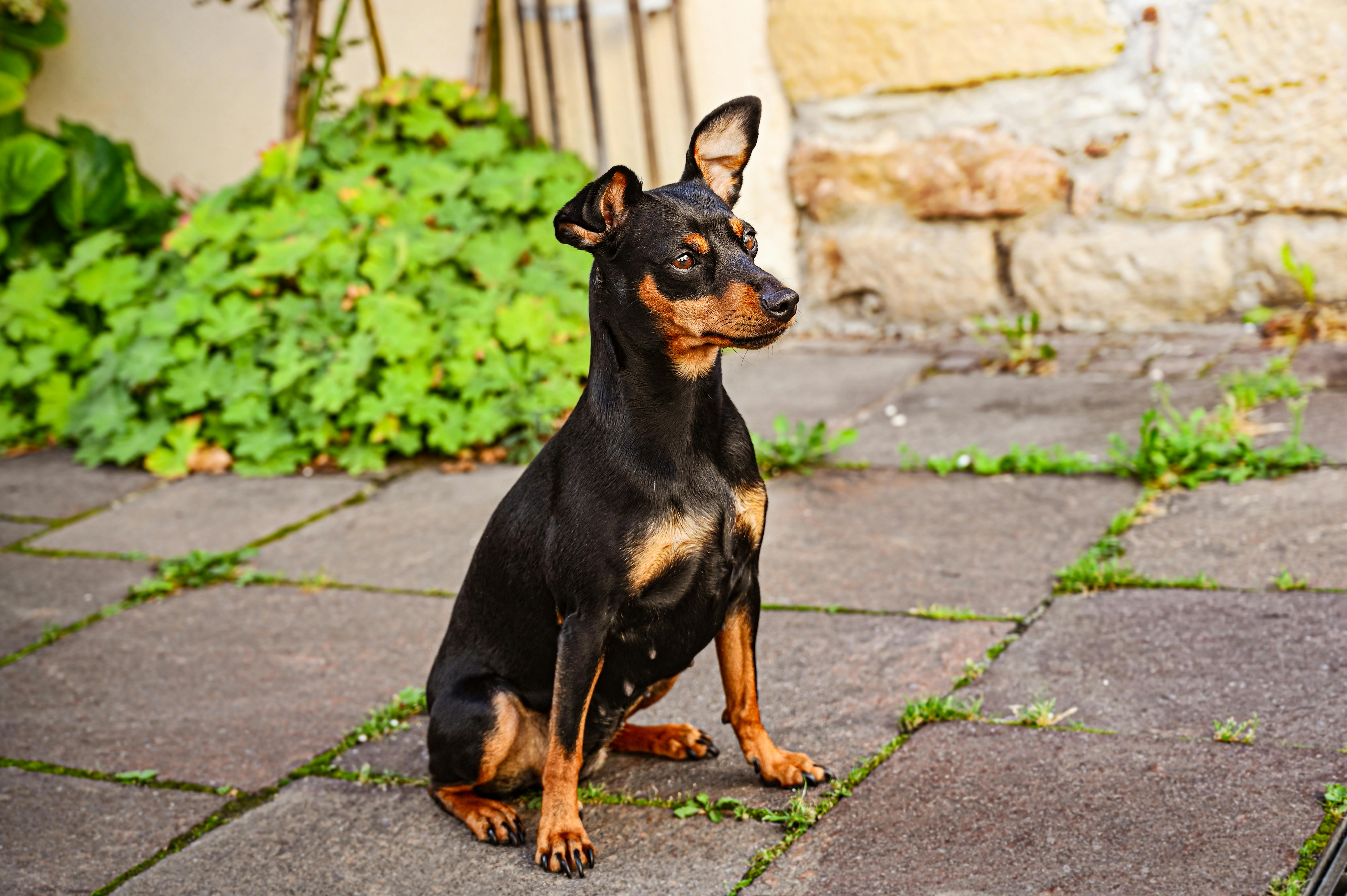 迷你杜宾犬