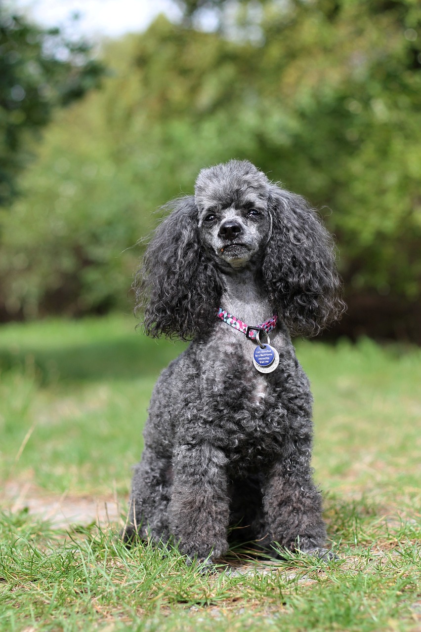 Miniature Poodle