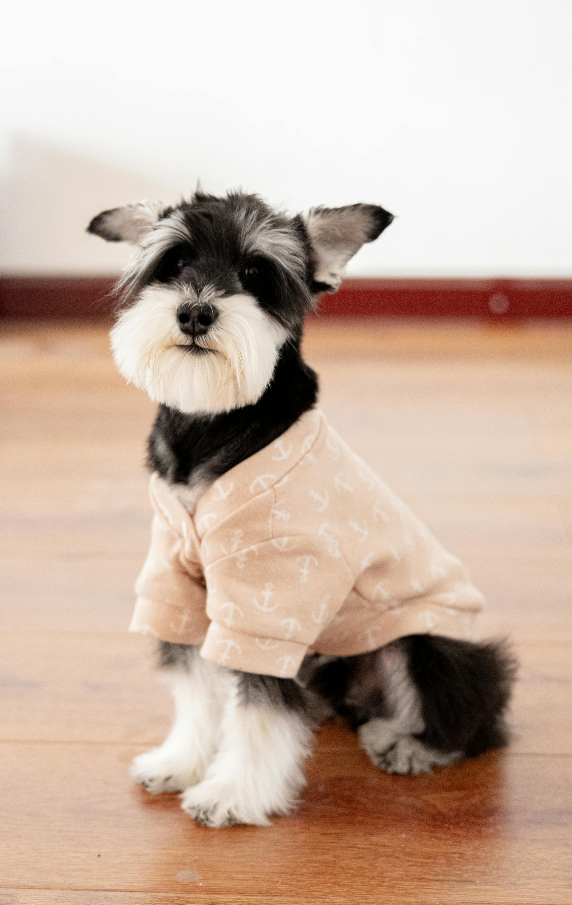 Miniature Schnauzer