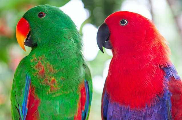 Moluccan Eclectus