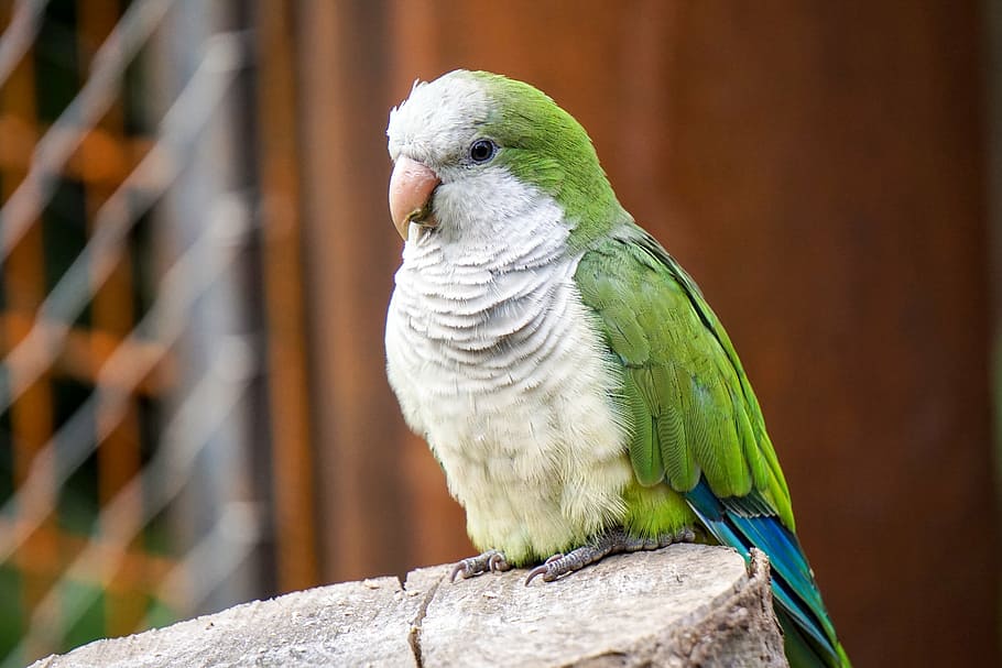 ウスイロインコ (Quaker Parrot)