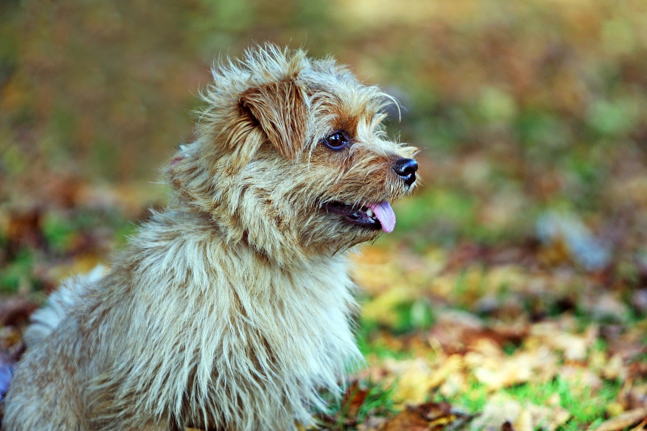 诺福克梗犬