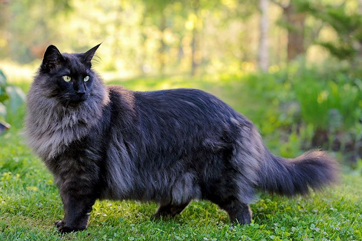 Norwegian Forest