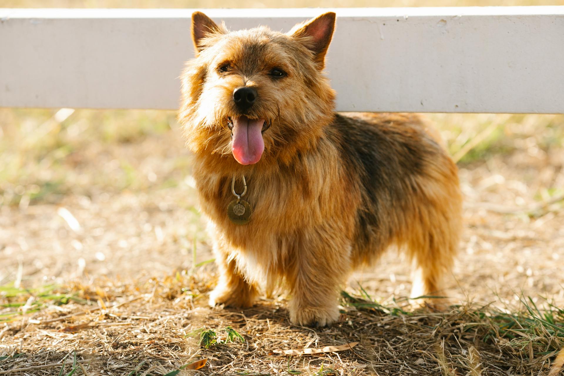 诺里奇梗犬