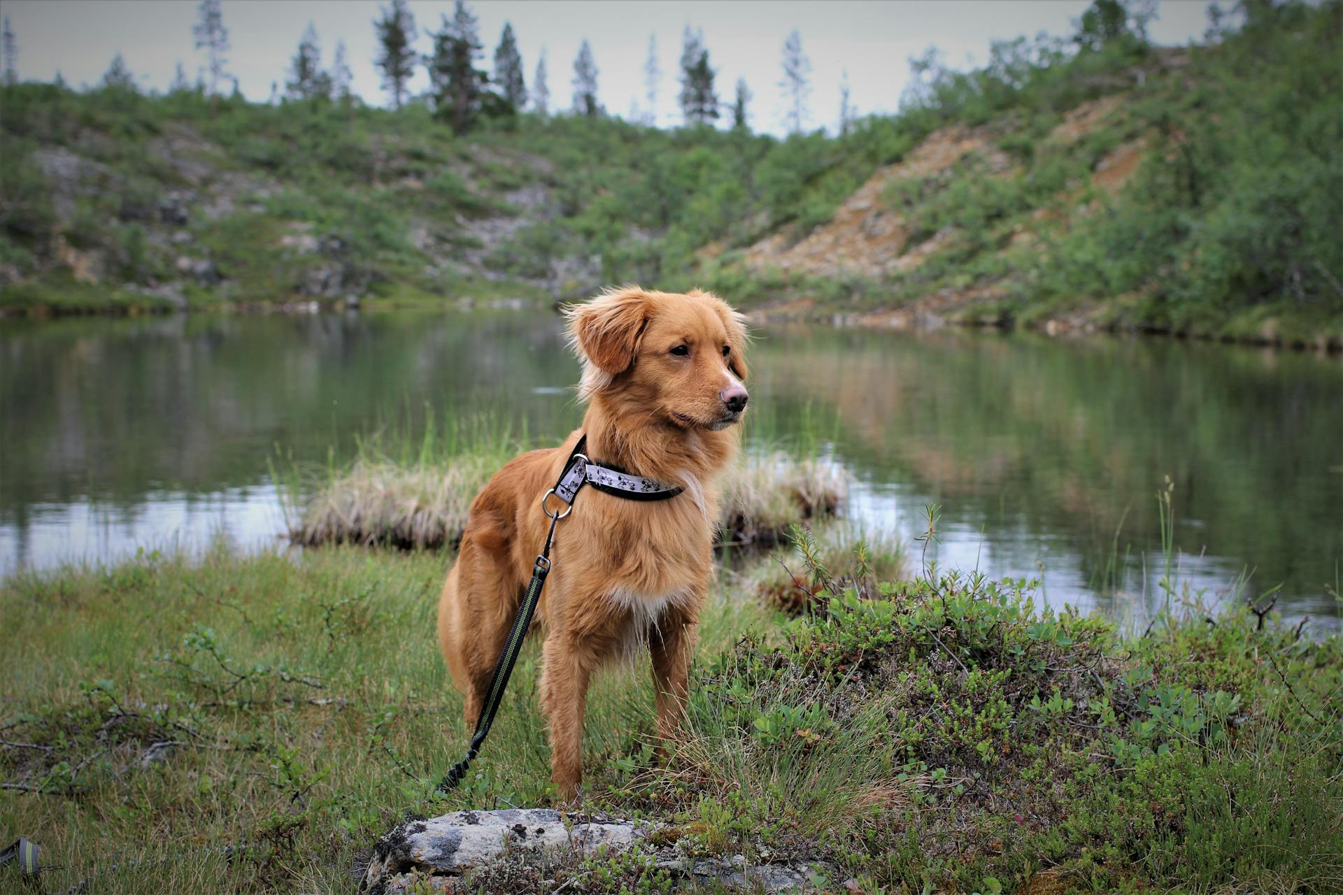 Nova Scotia Duck Tolling Retriever