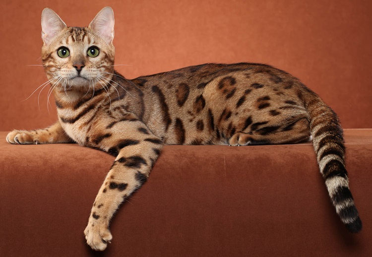 Ocicat