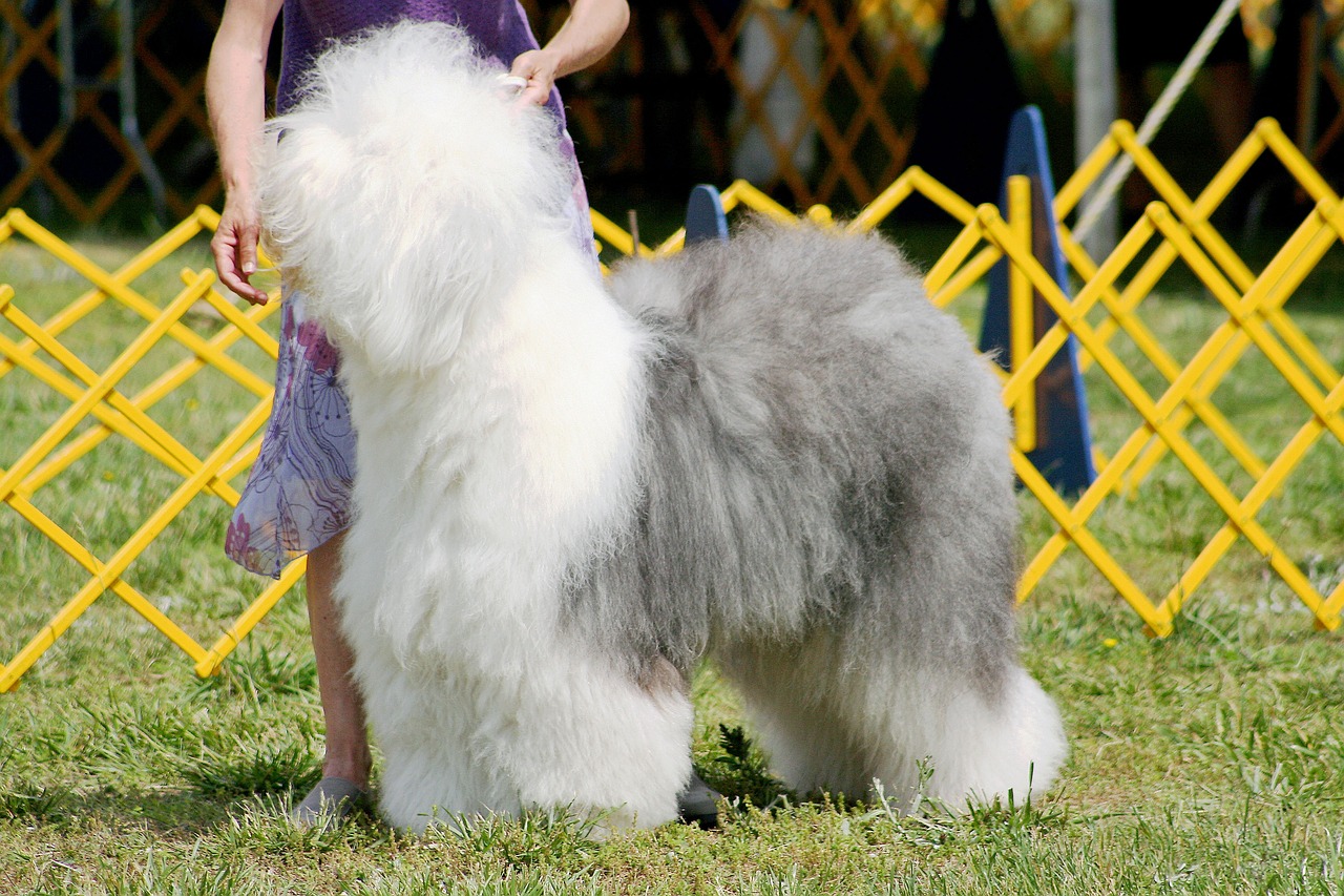 Old English Sheepdog