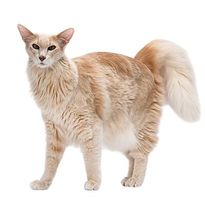 Oriental Longhair