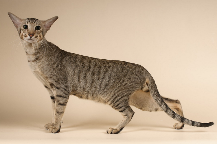 Oriental Shorthair