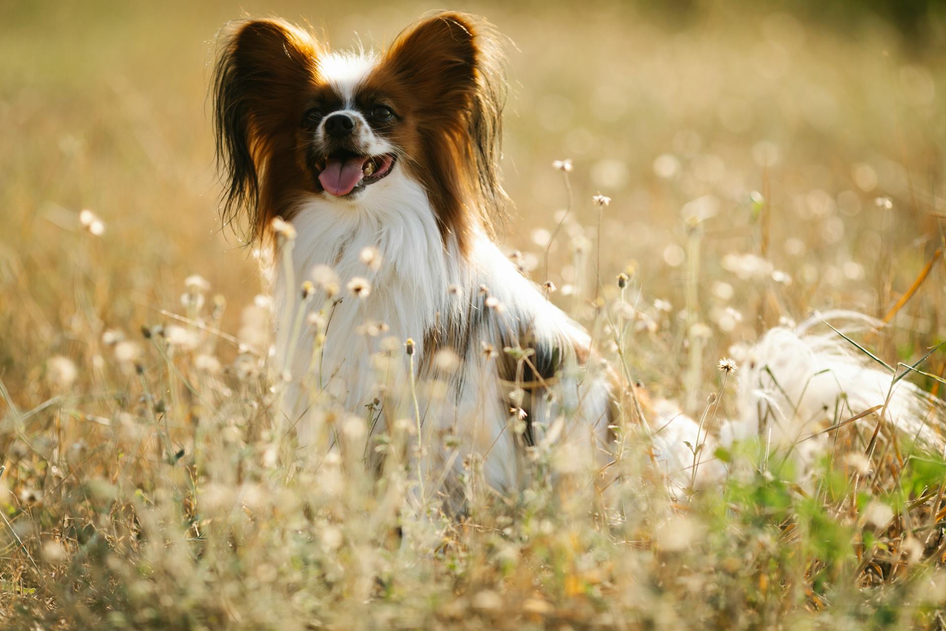 蝴蝶犬