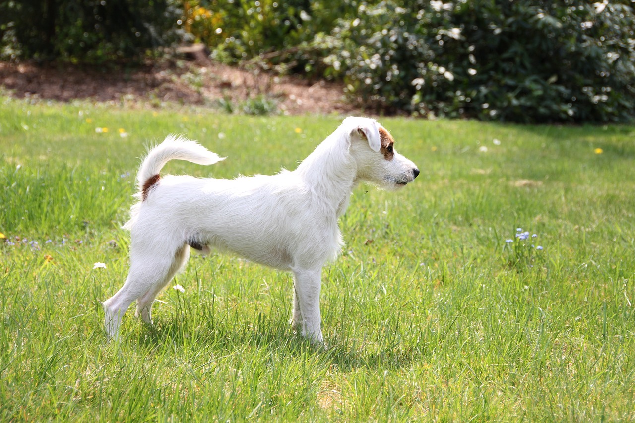 Parson Russell Terrier