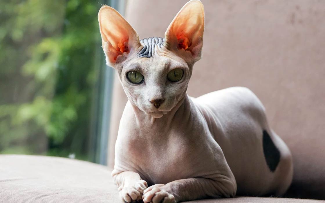 Peterbald