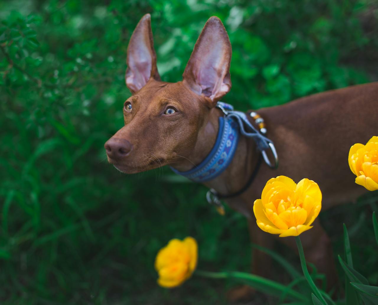 Pharaoh Hound