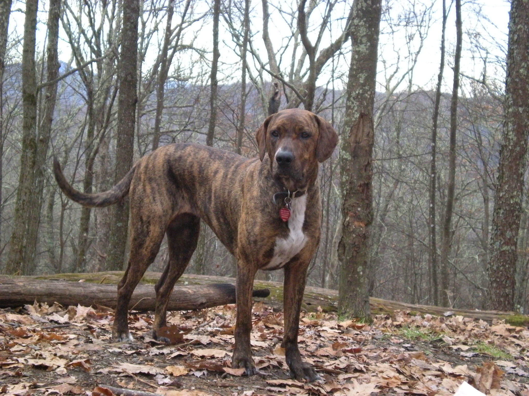 Plott Hound