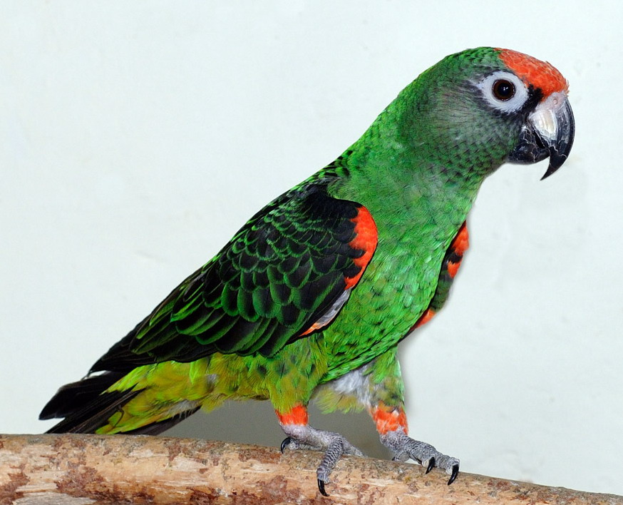 Poicephalus Gulielmi (Red-fronted Parrot)