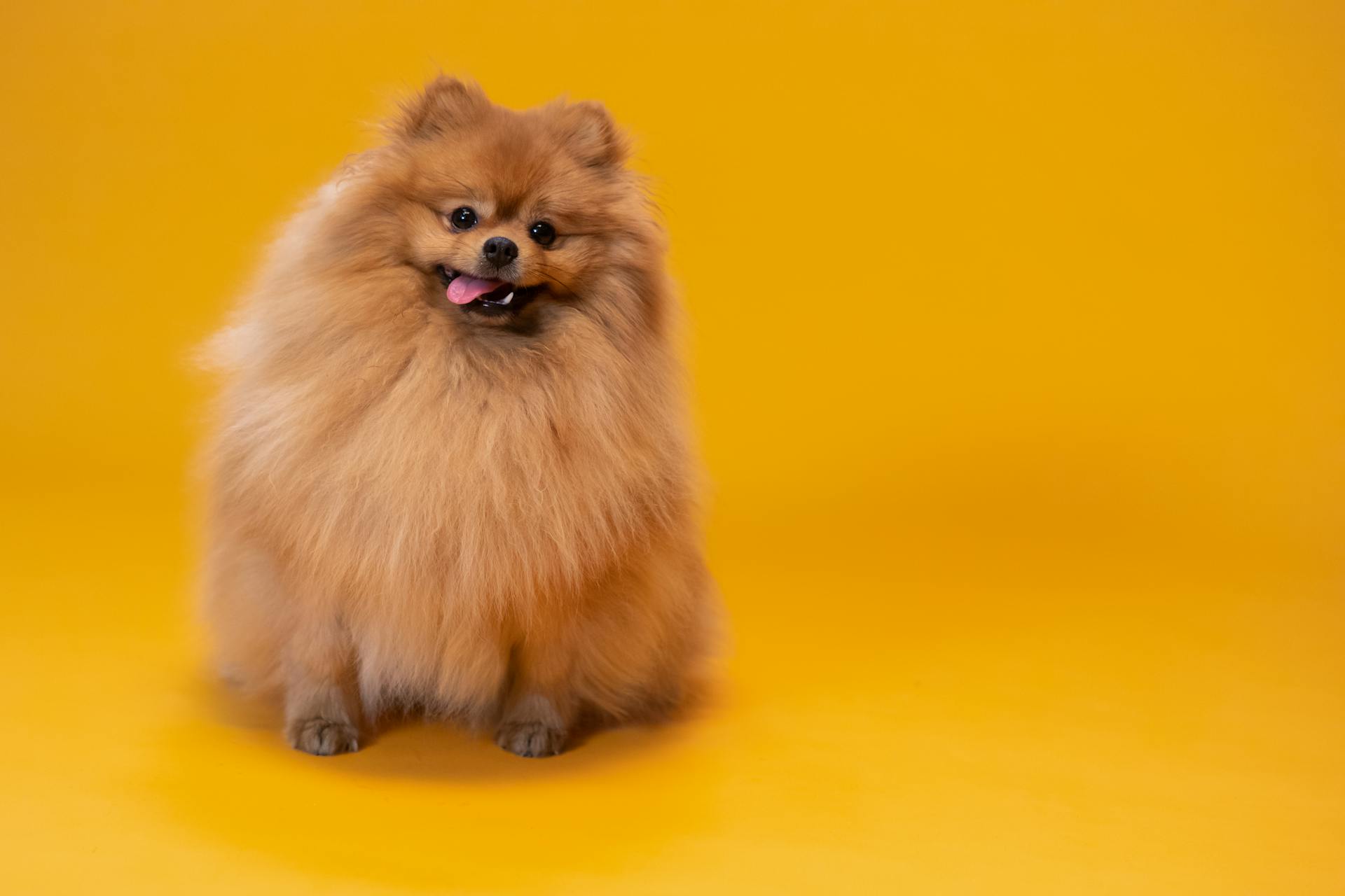 Pomeranian