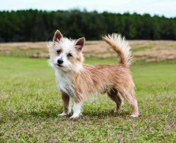 Portugiesischer Podengo Pequeno