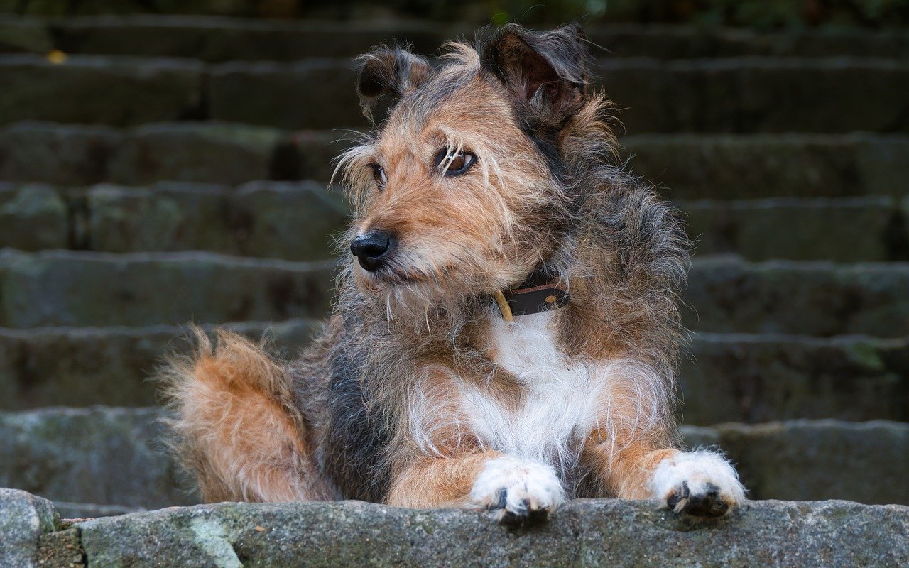 葡萄牙波登可犬