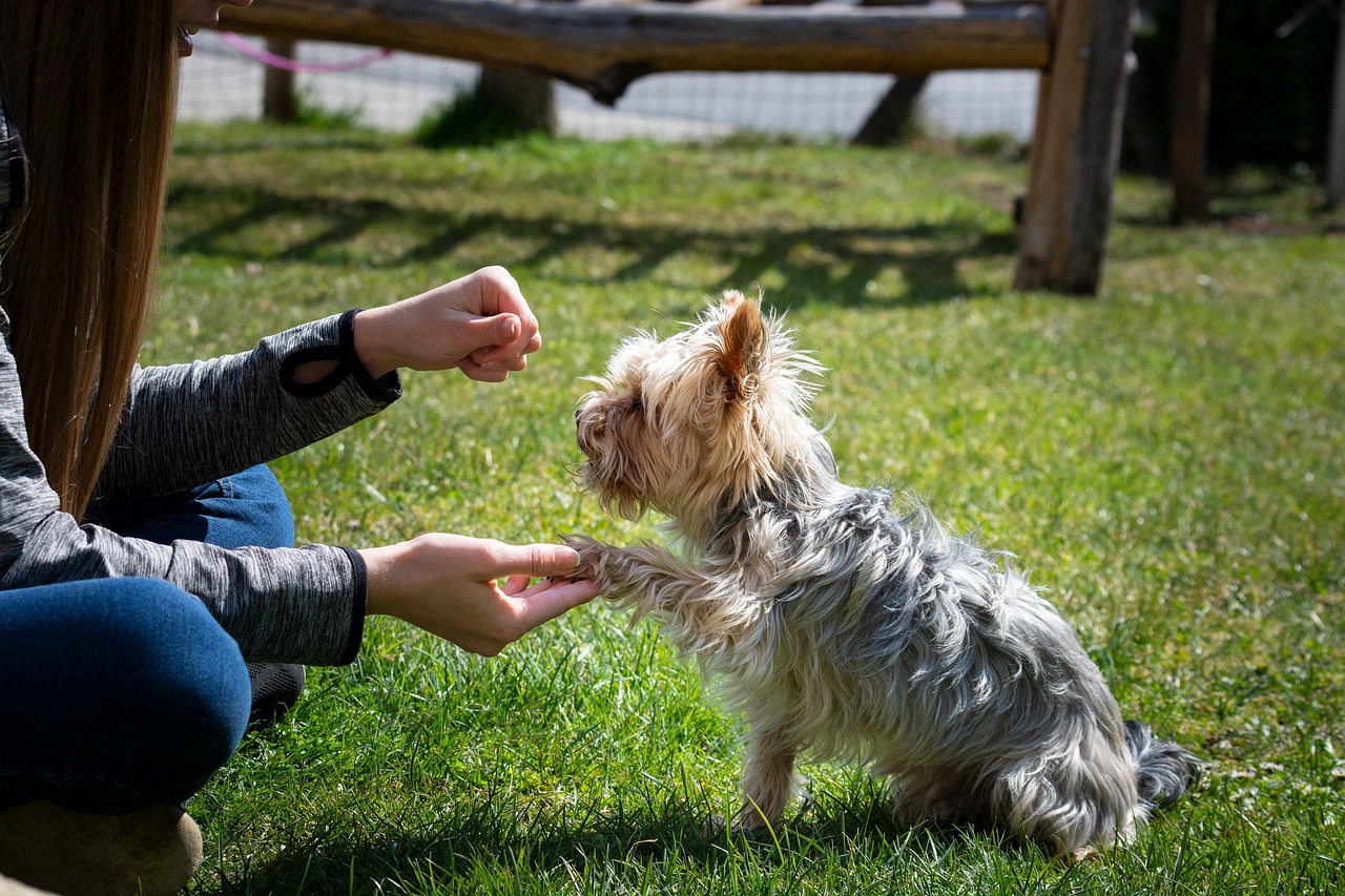 Positive Reinforcement Training: Building Trust and Good Behavior
