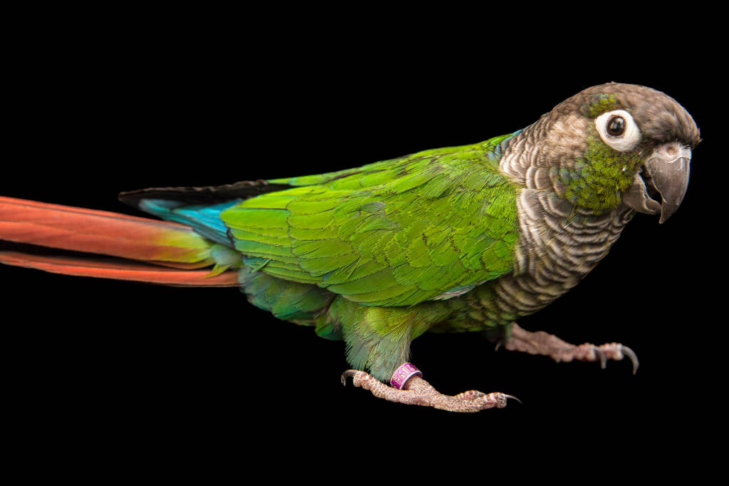 Green-Cheeked Conure