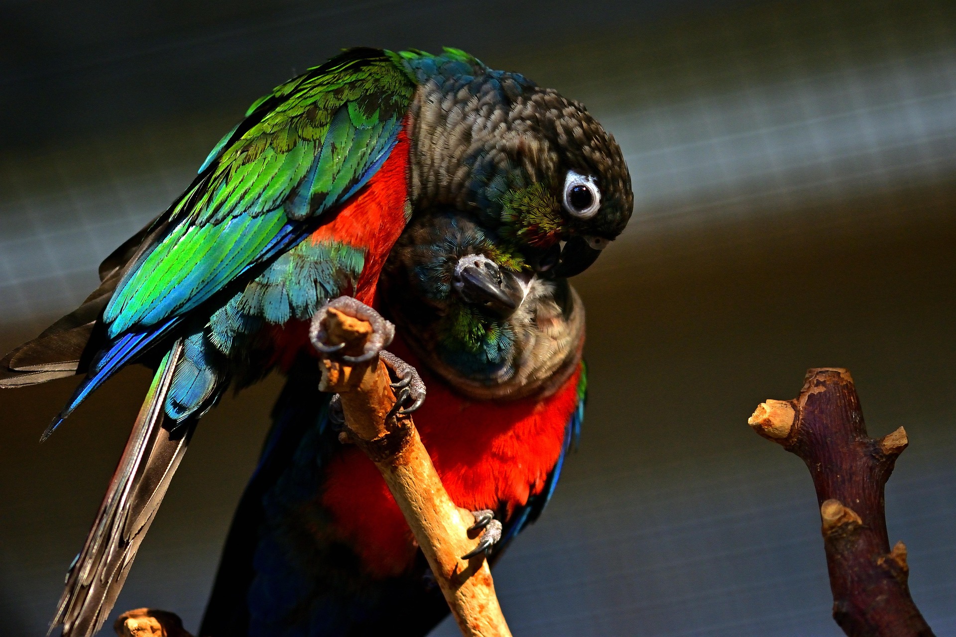 Crimson-bellied Conure