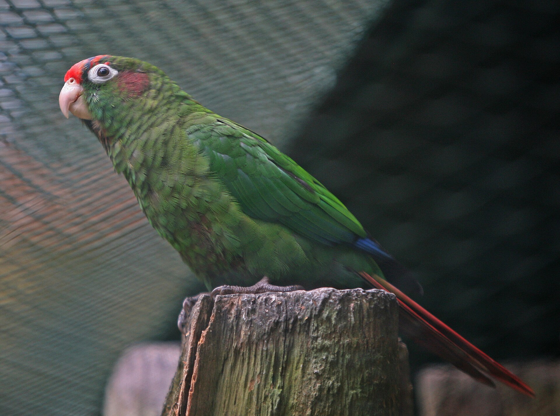 Rose-headed Conure