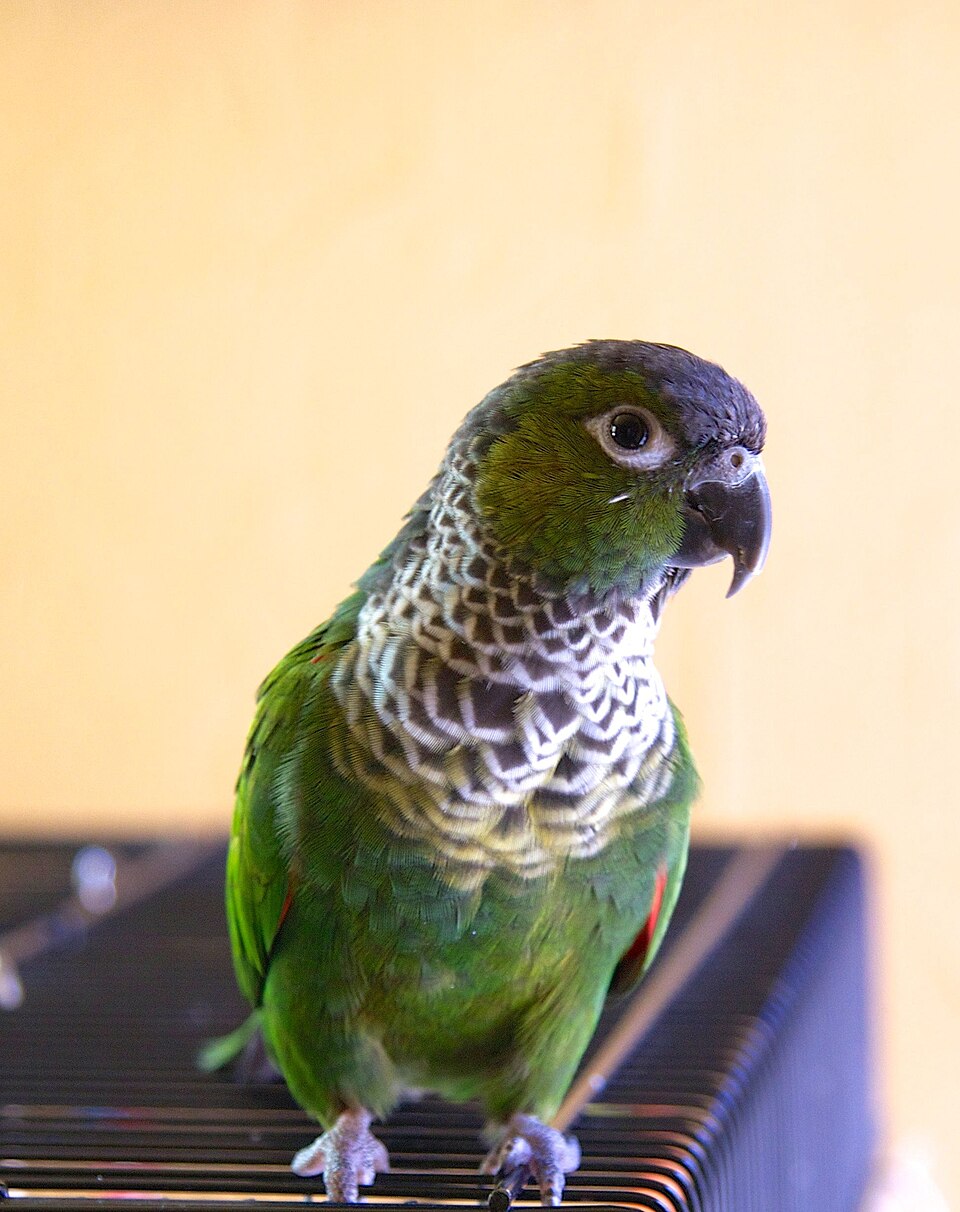 Black-capped Conure