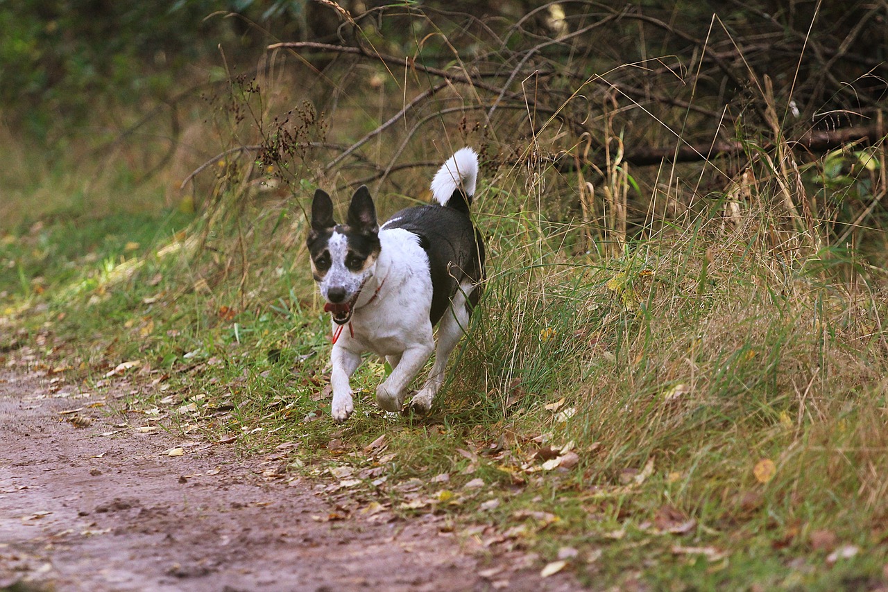 Rat Terrier