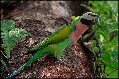 アカハラインコ