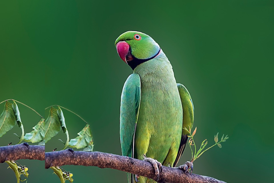 Rose-Ringed Parakeet