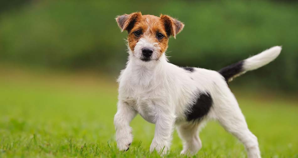 Russell Terrier