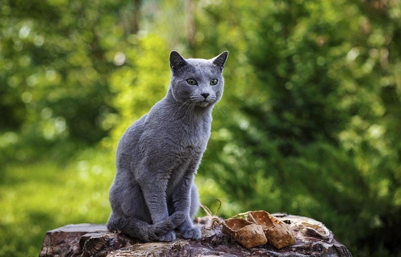 Russian Blue