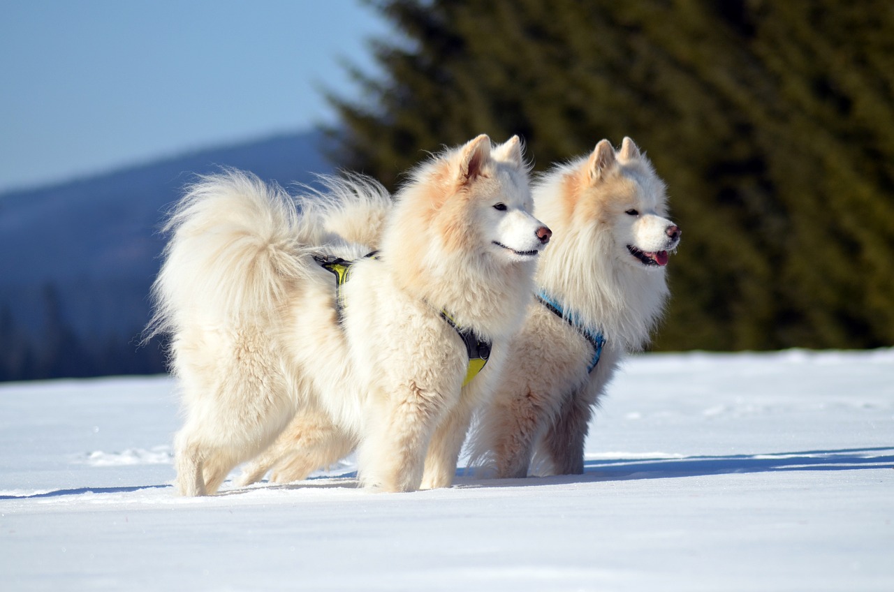 萨摩耶犬