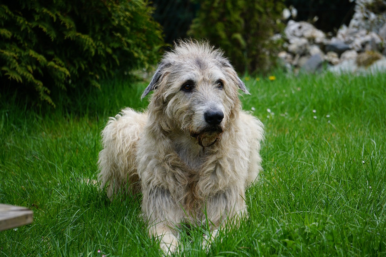 Scottish Deerhound