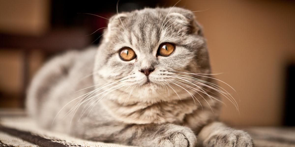 Scottish Fold