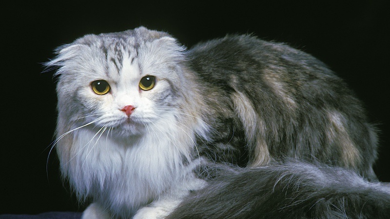 Scottish Fold Longhair