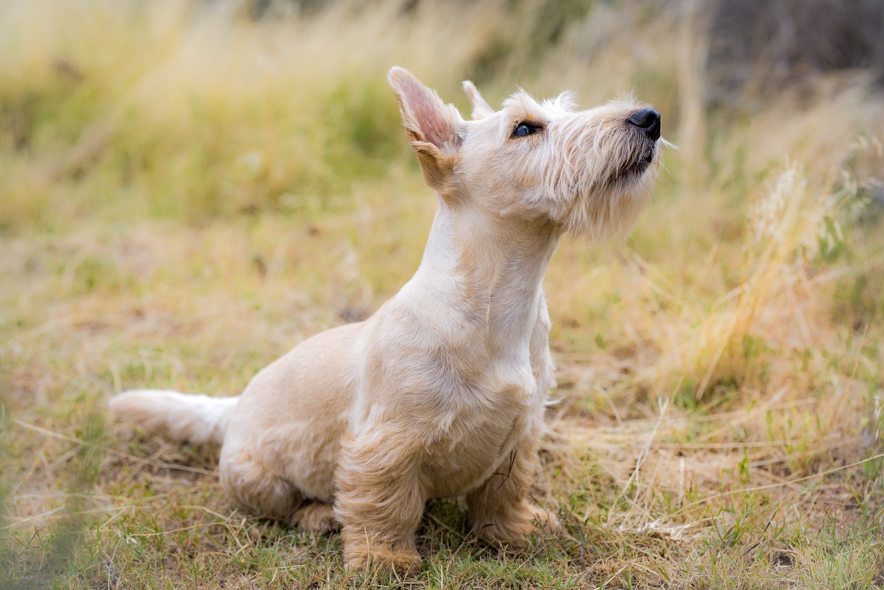 Sealyham Terrier